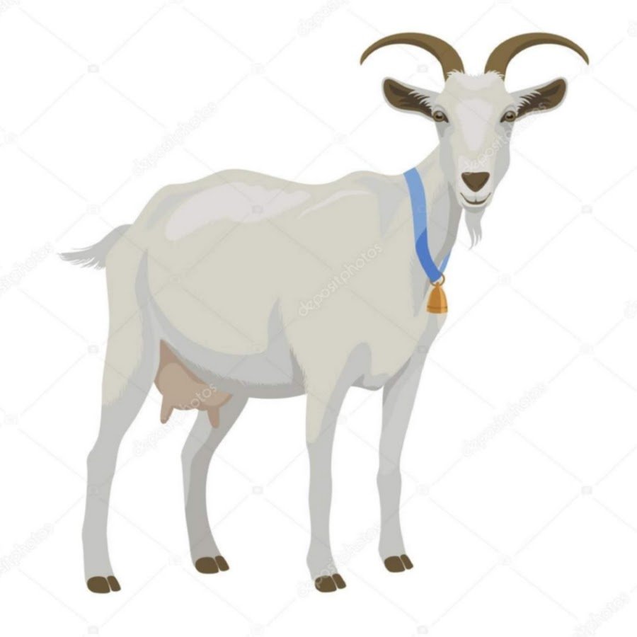 Белая коза на прозрачном фоне