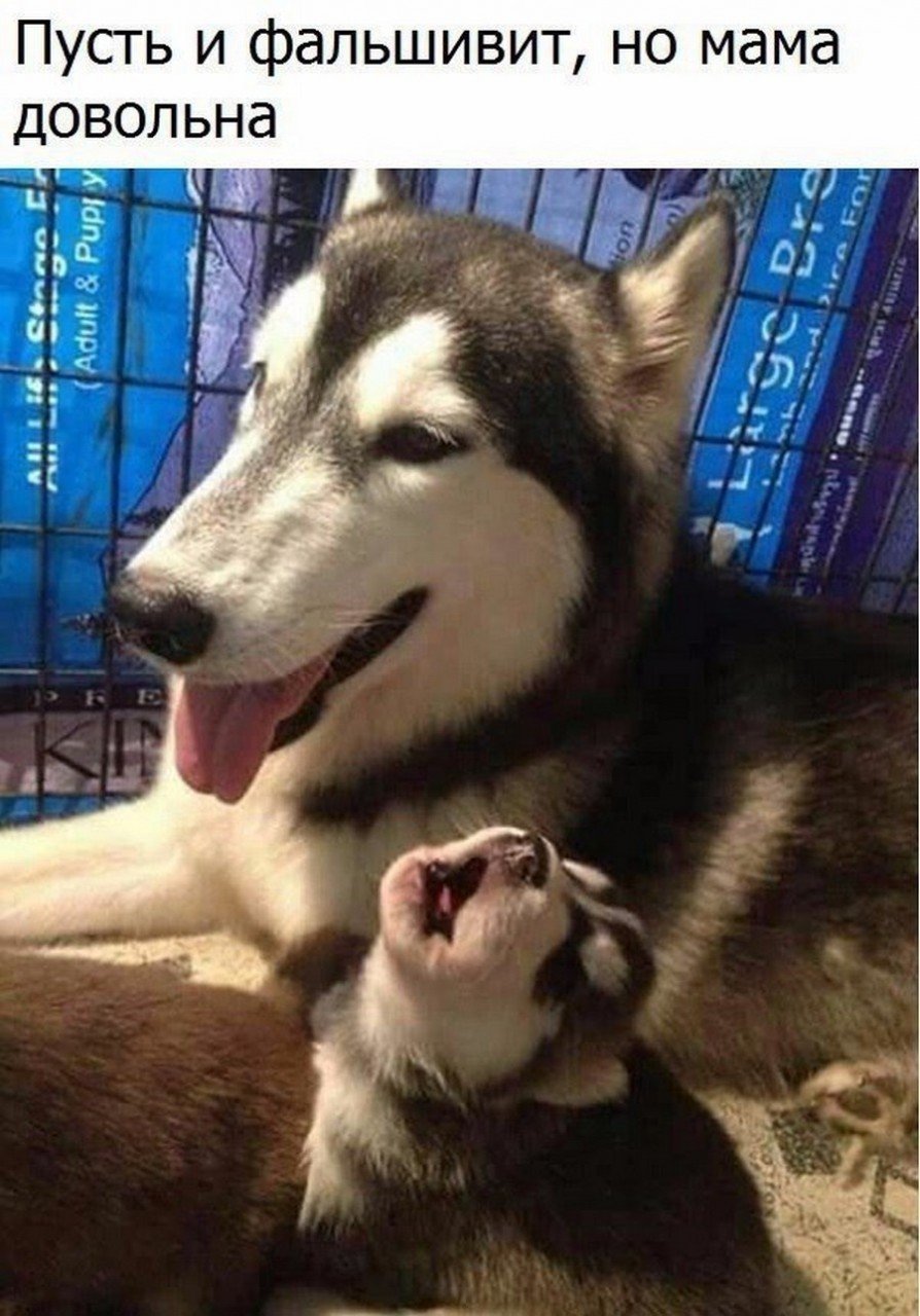 Шутки в картинках с надписями