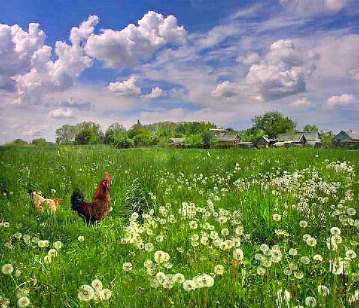 Лето в деревне