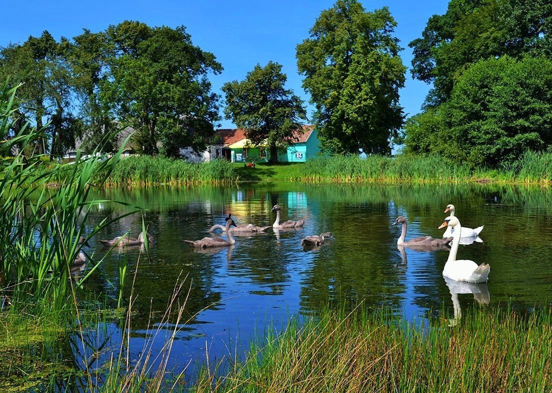 Чистый пруд в деревне