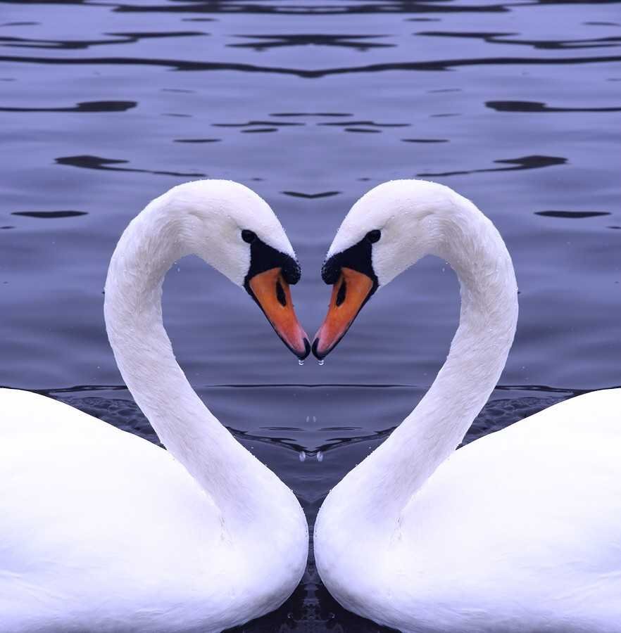 Пара лебедей