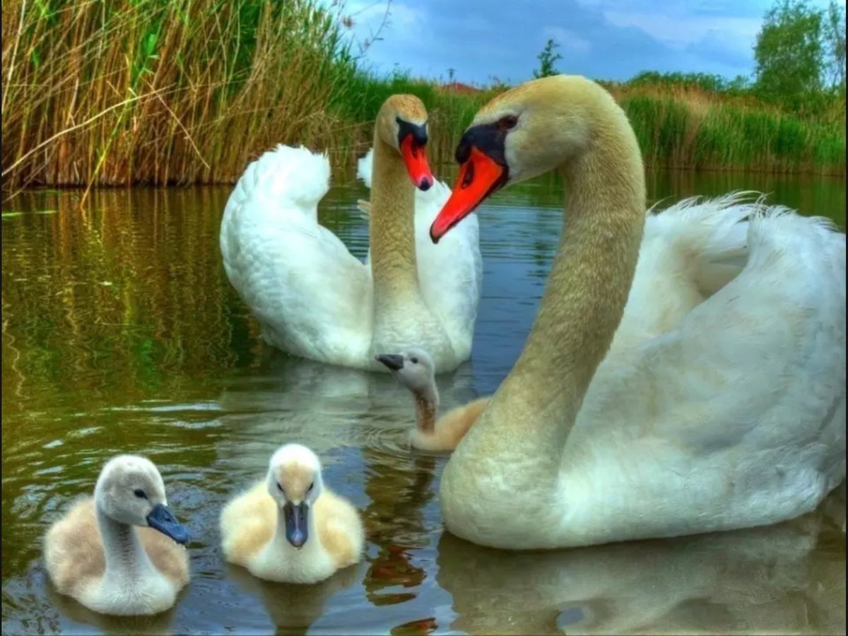 Лебединая семья