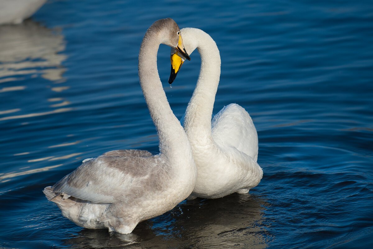 Верность лебедей