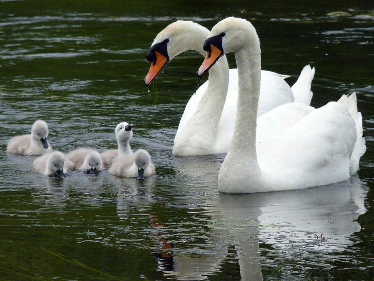 Лебедь шипун пара