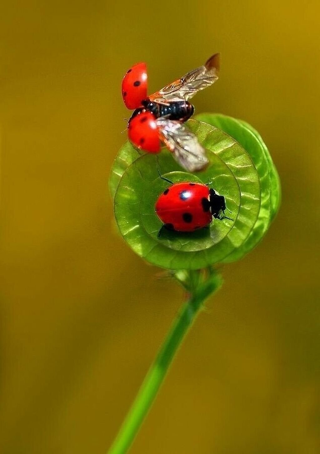 Божьи коровки