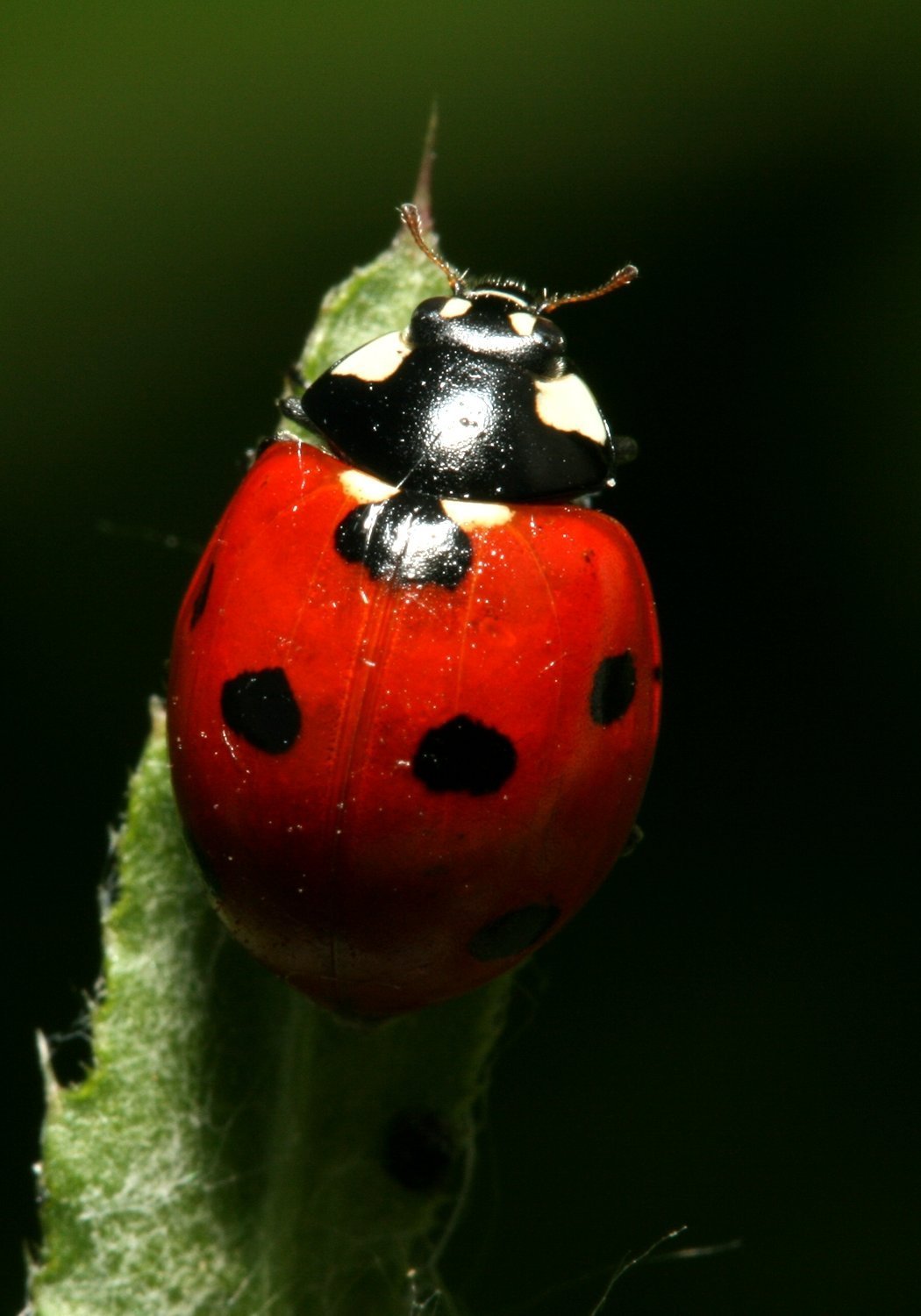 Божьи коровки