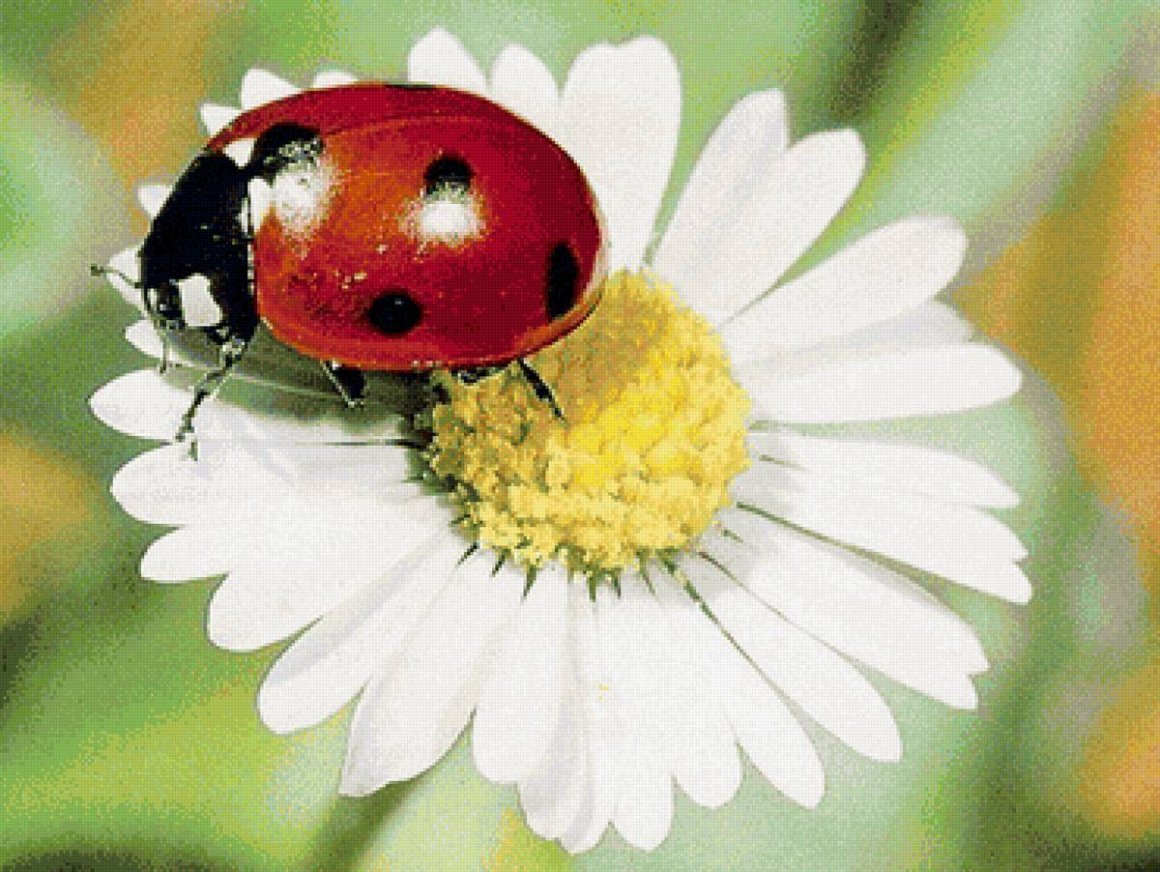Божья коровка на ромашке