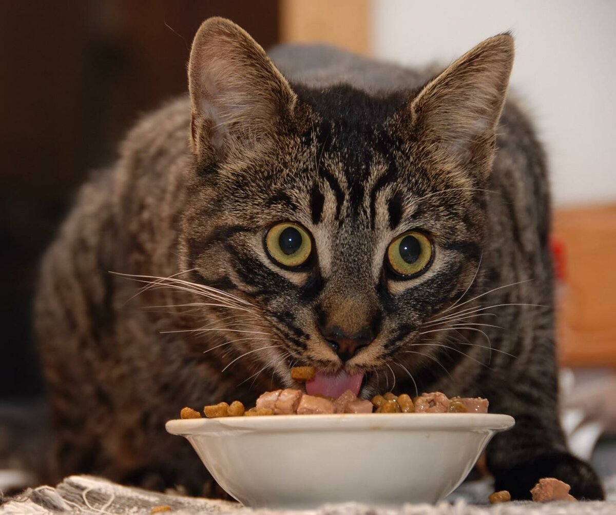 Кот завтракает