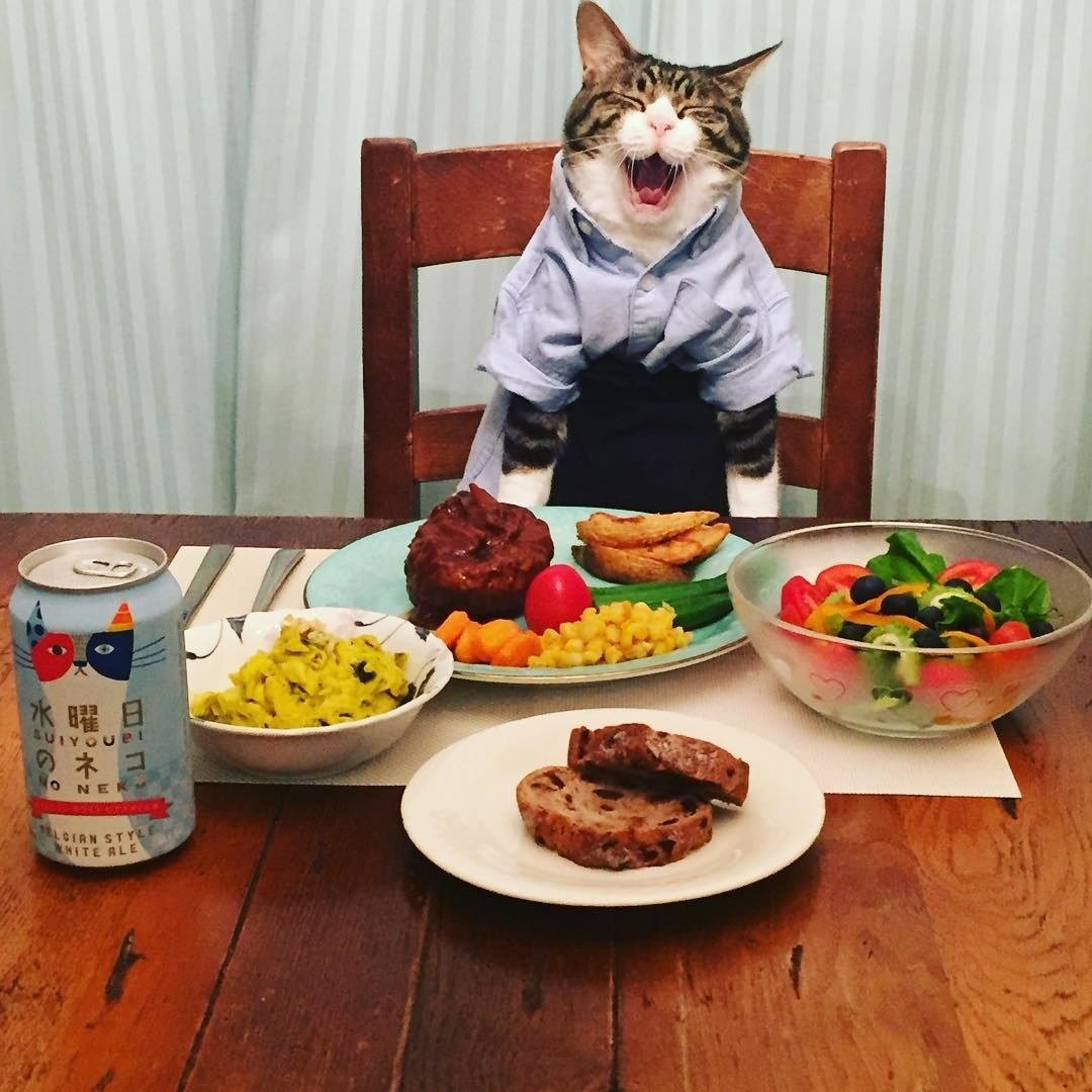Включи песню я ела на завтрак. Животные и еда. Кот за столом. Кот обед. Кот за столом с едой.