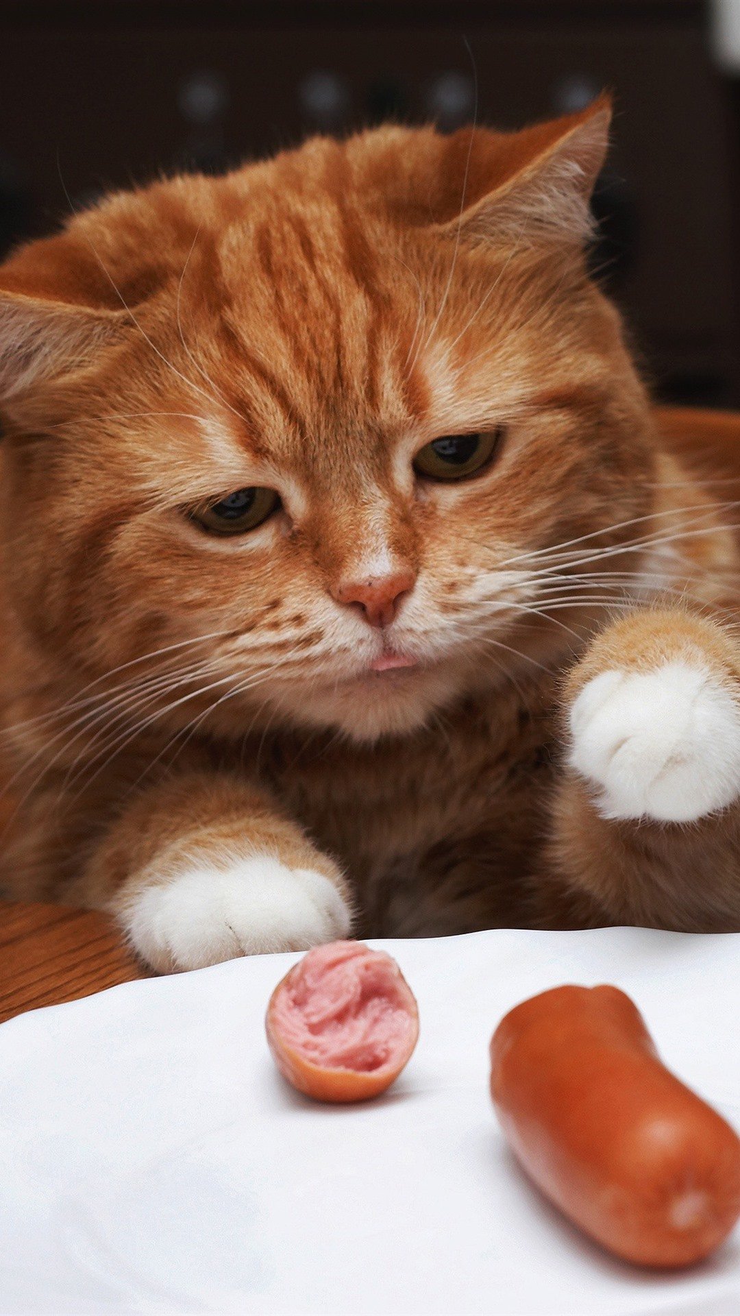 Кошачьи колбаски