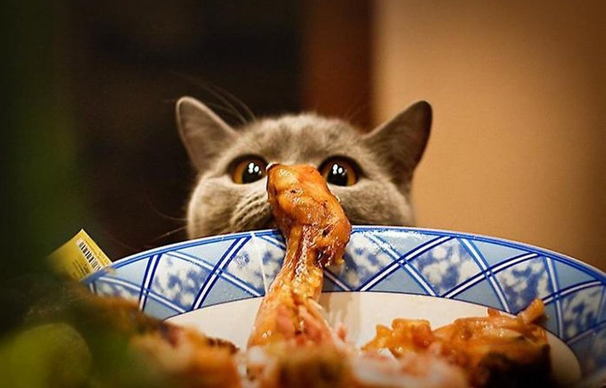 Котик за столом