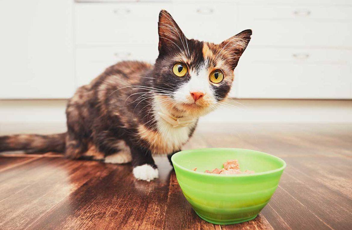 Кошачья еда