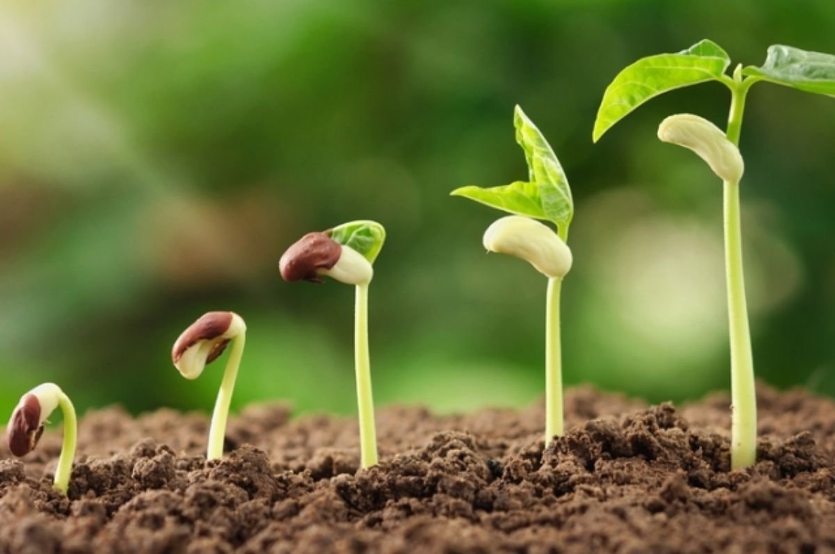 Прорастание семян проросток