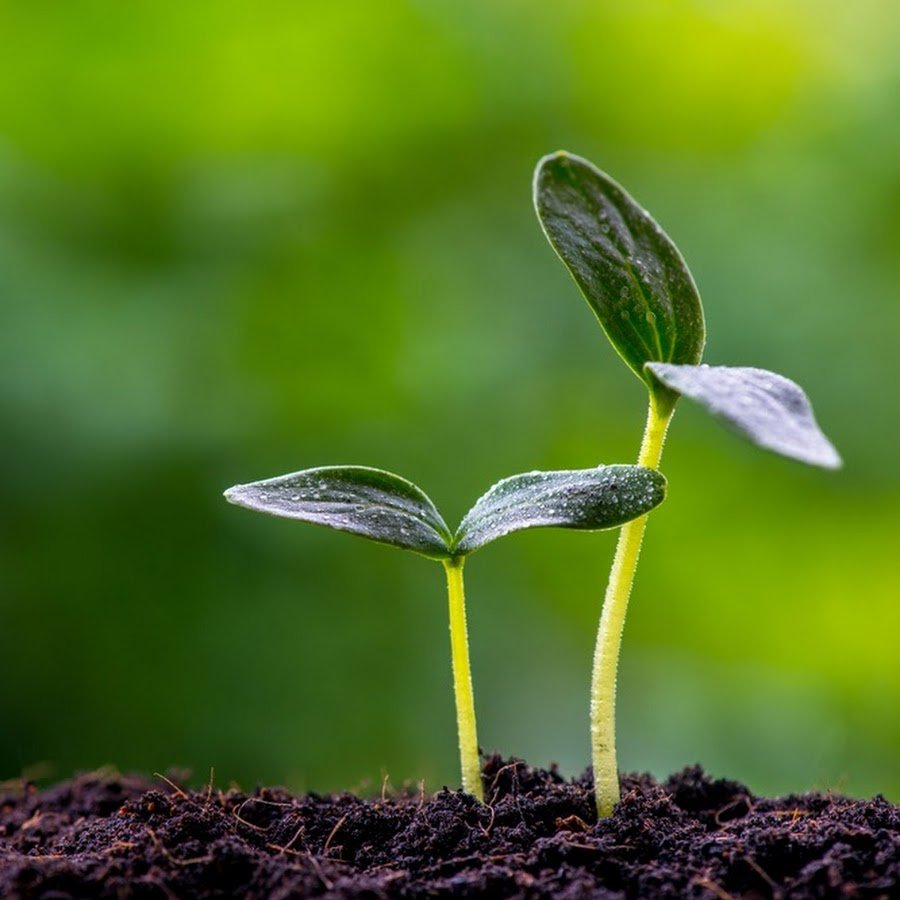 Росток цветка