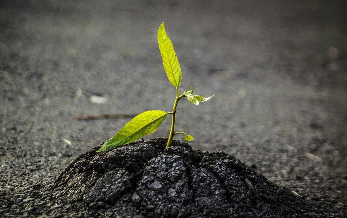 Росток сорняка Березка