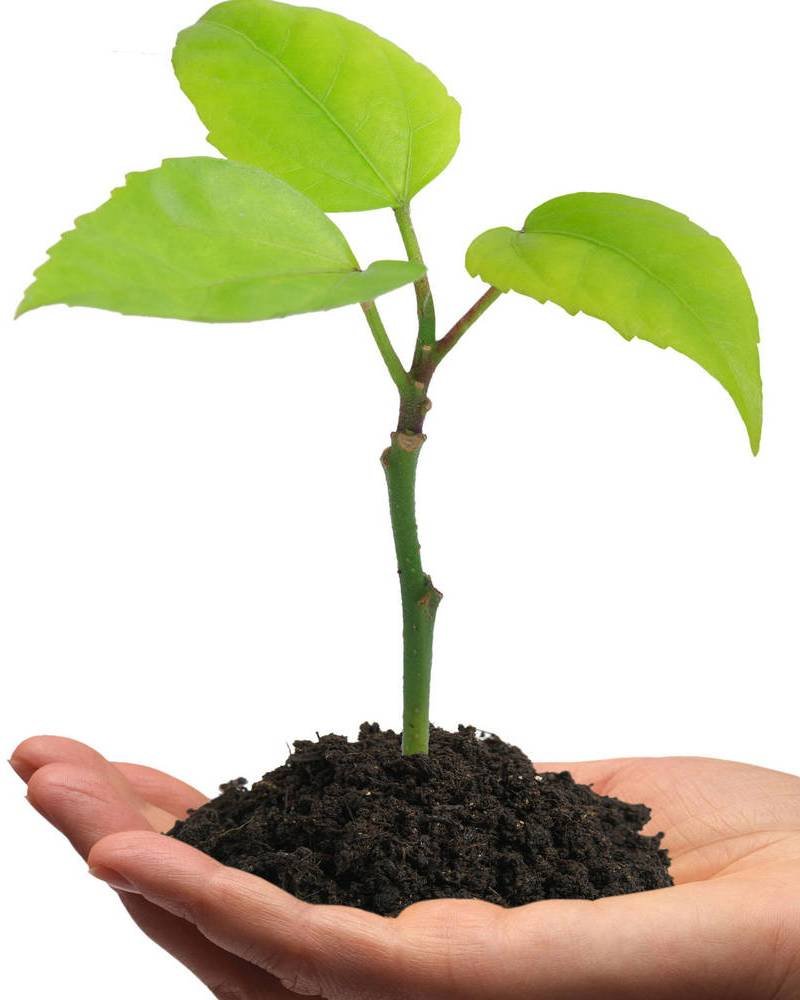 Росток зеленый остров пробка