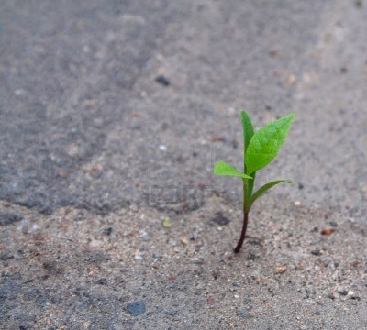 Почвы плодородные ростки