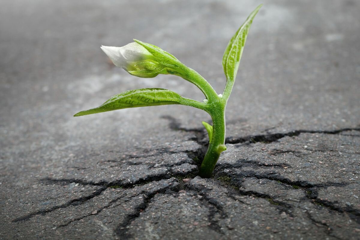 Быстрый рост растений