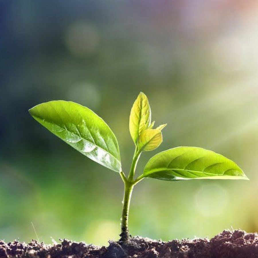 Проросток в пустыне