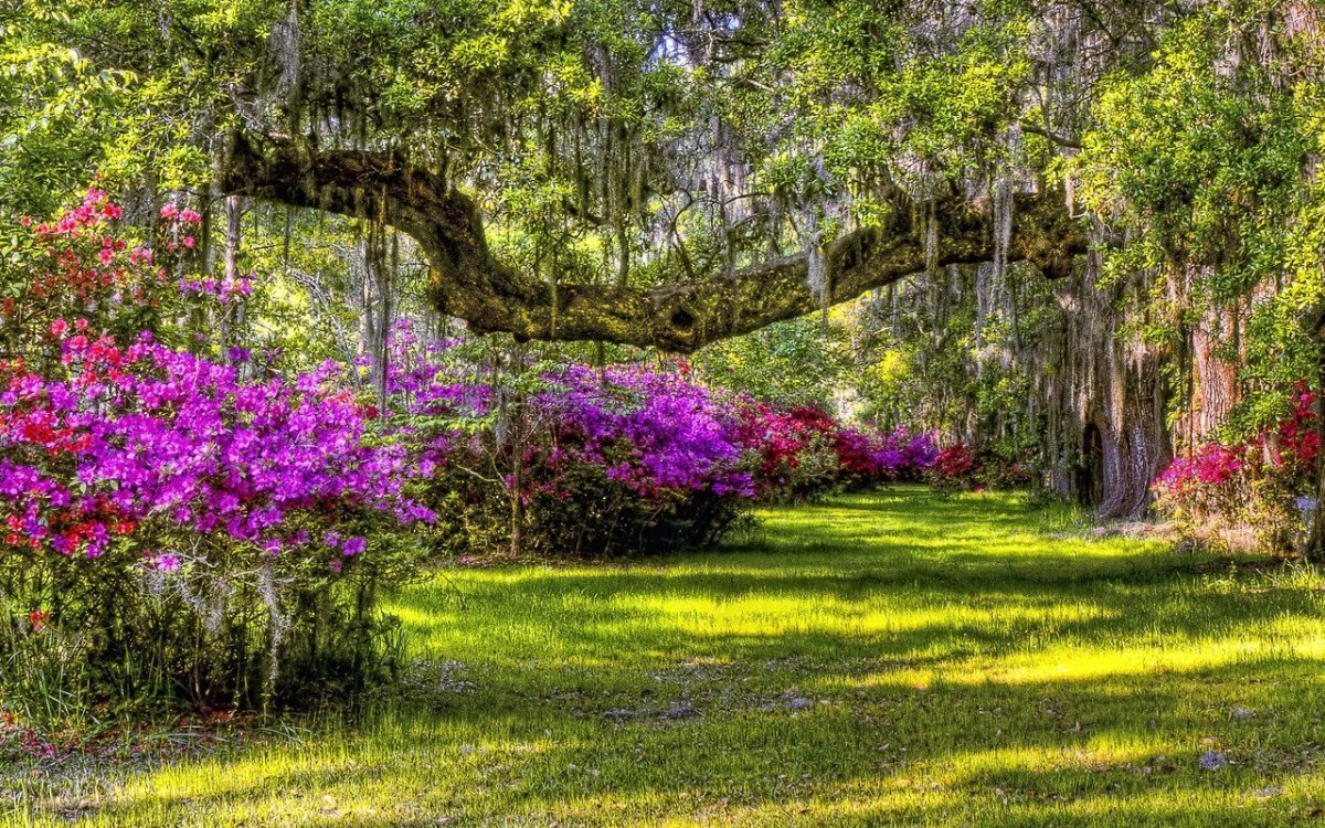 Красивый сад