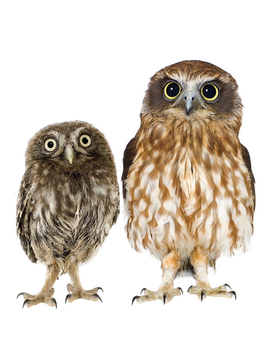 Картина на стекле Сова