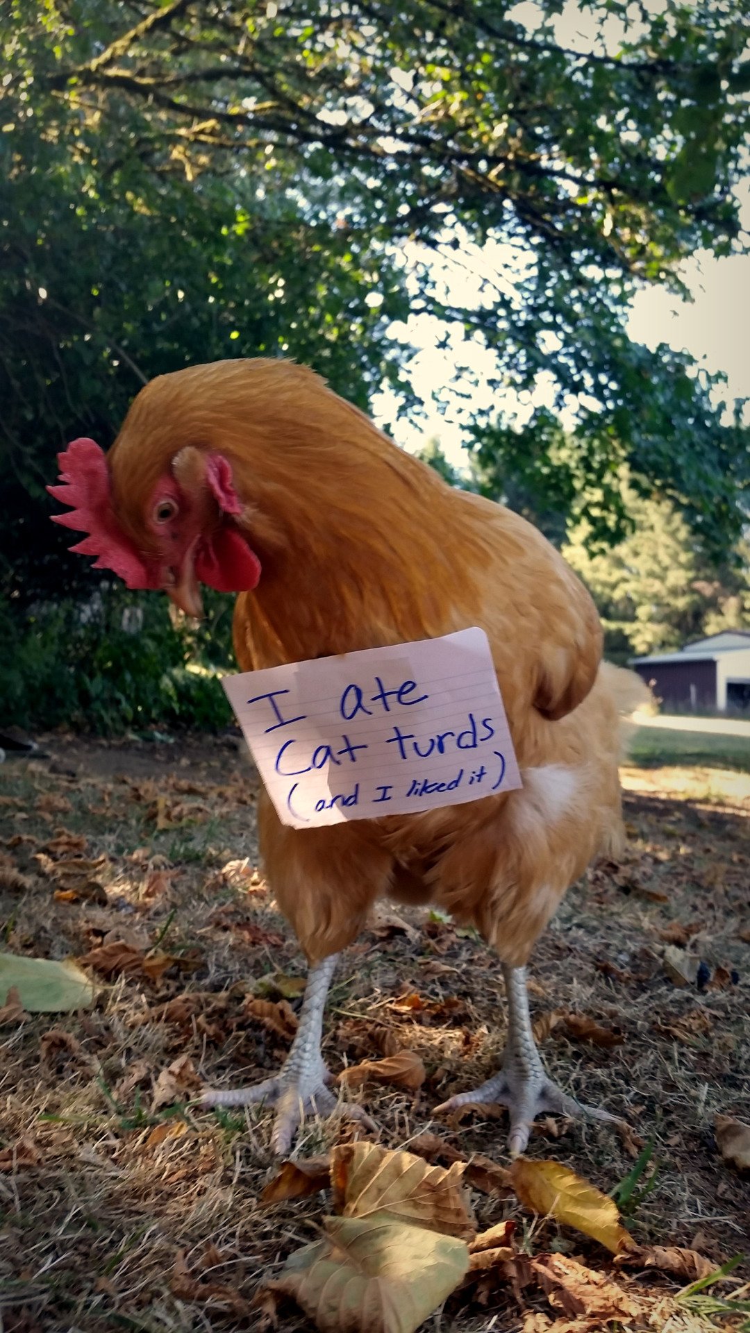 Тупая курица