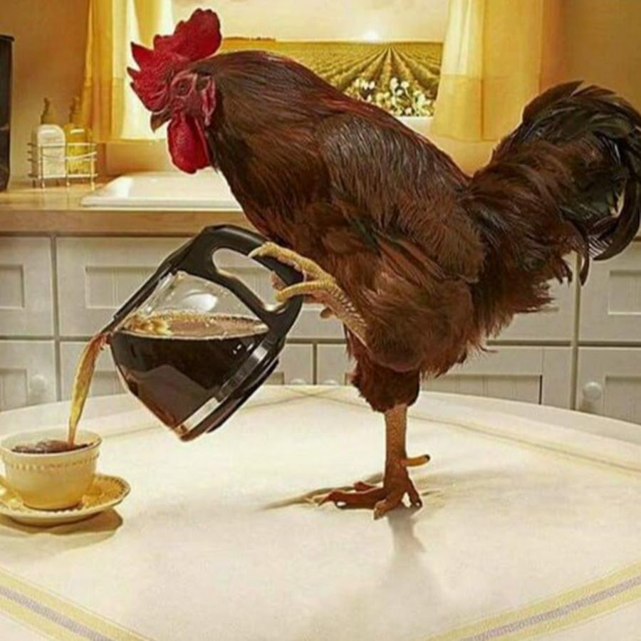 Смешной петух