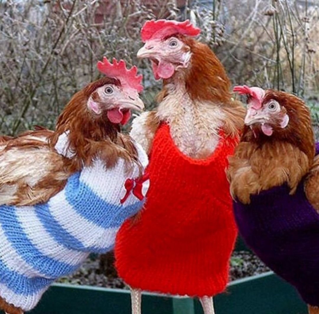 Лысая курица