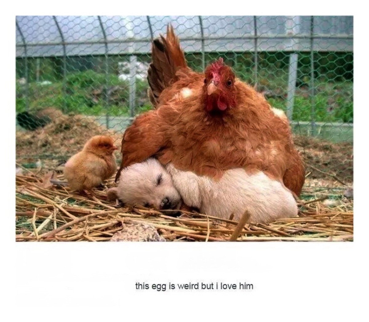 Юморные мемы