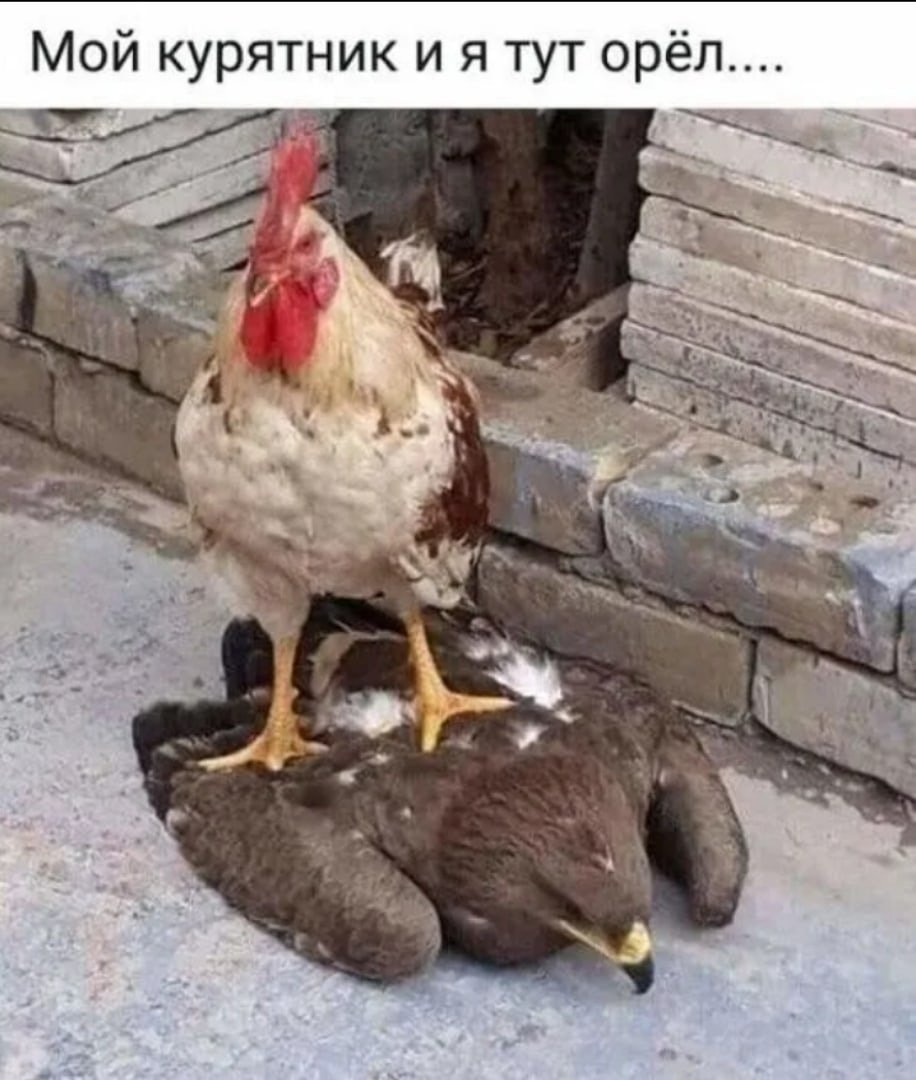 Смешные куры и петухи