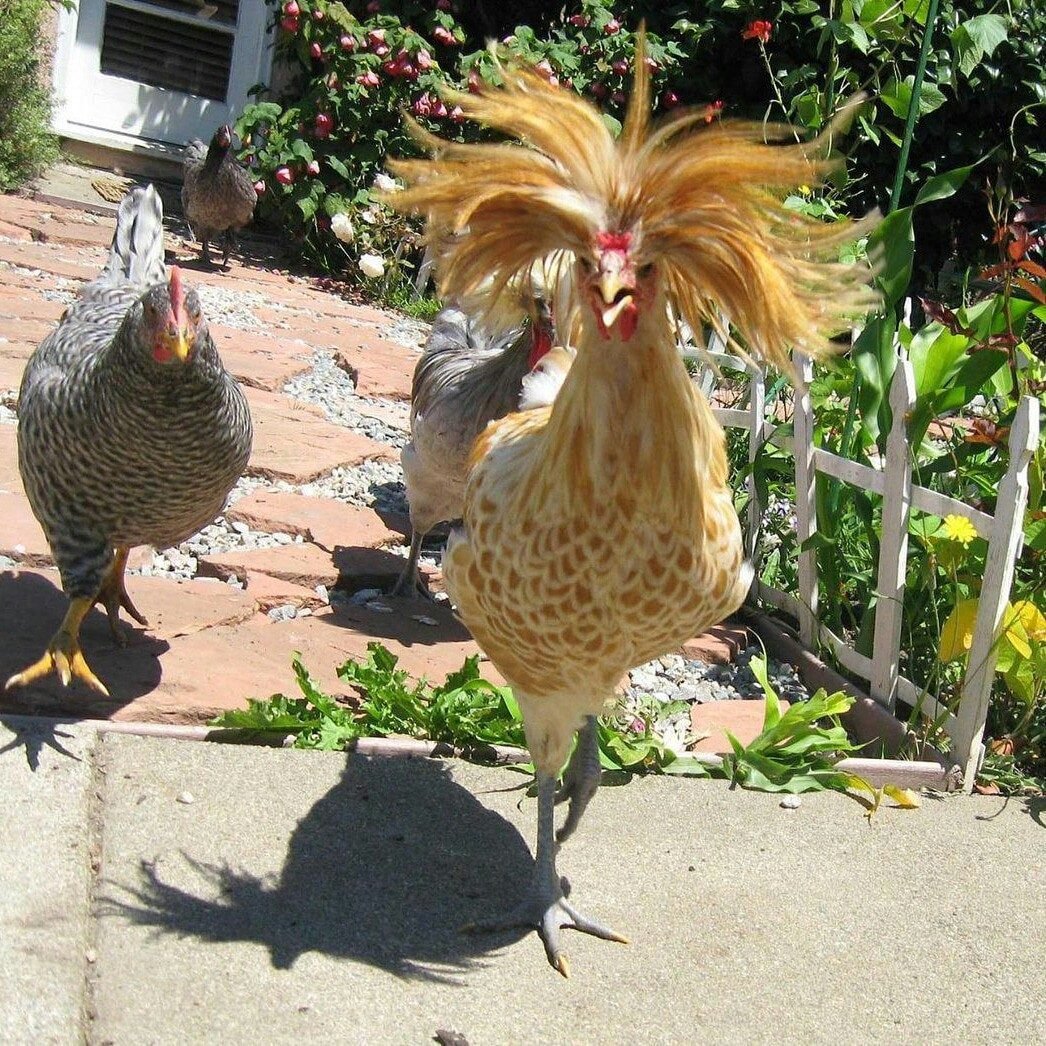 Крутой цыпленок