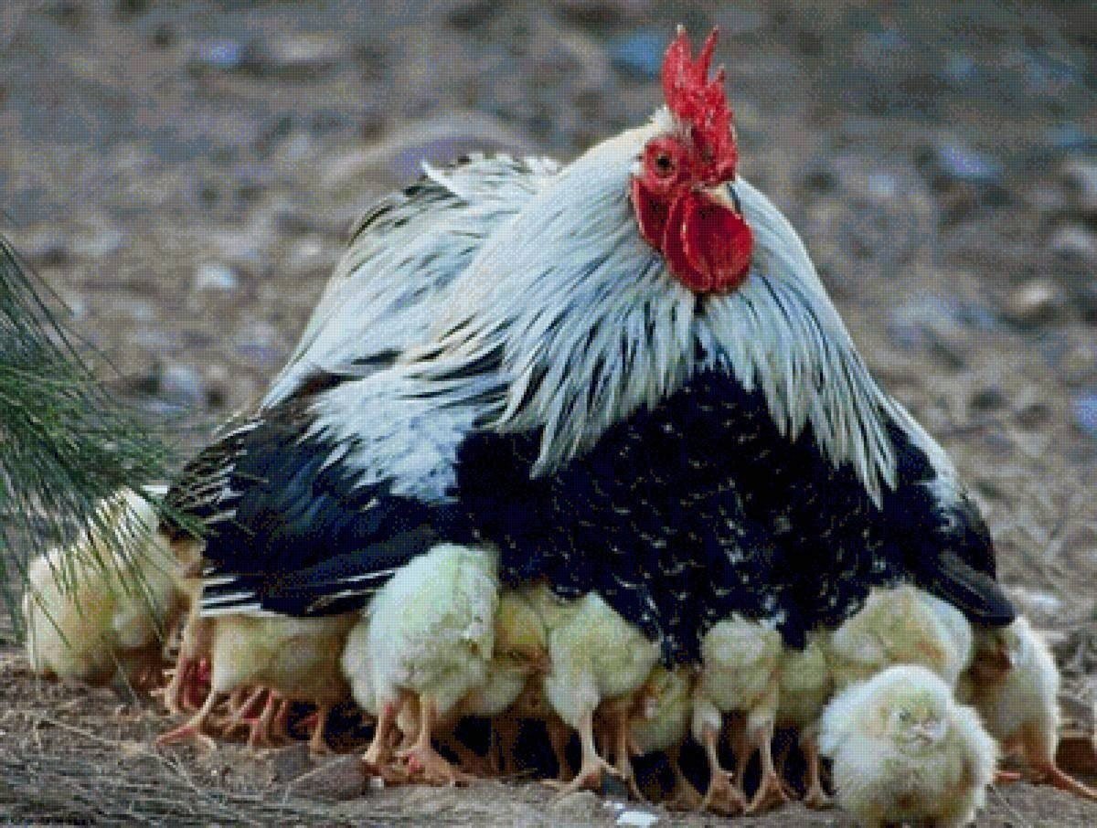 Курица улыбается