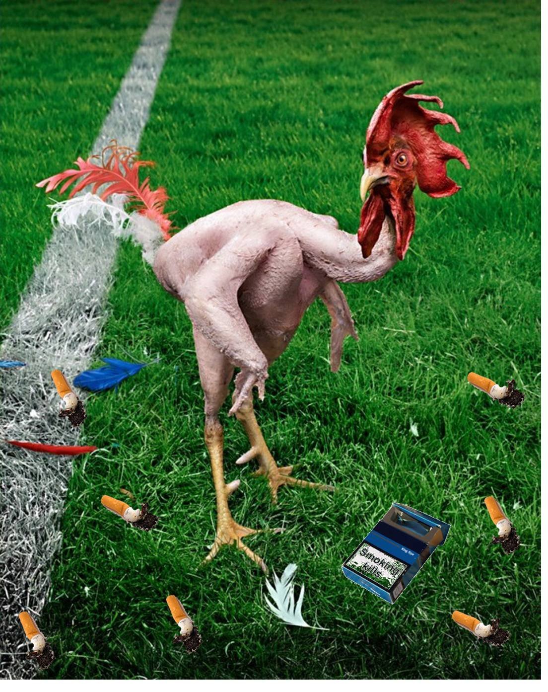 Петух в очках