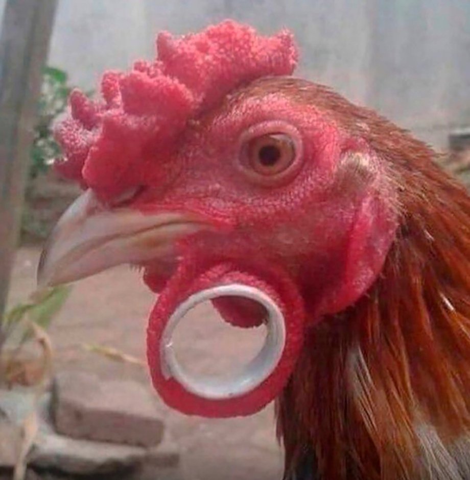 Курица в штанах