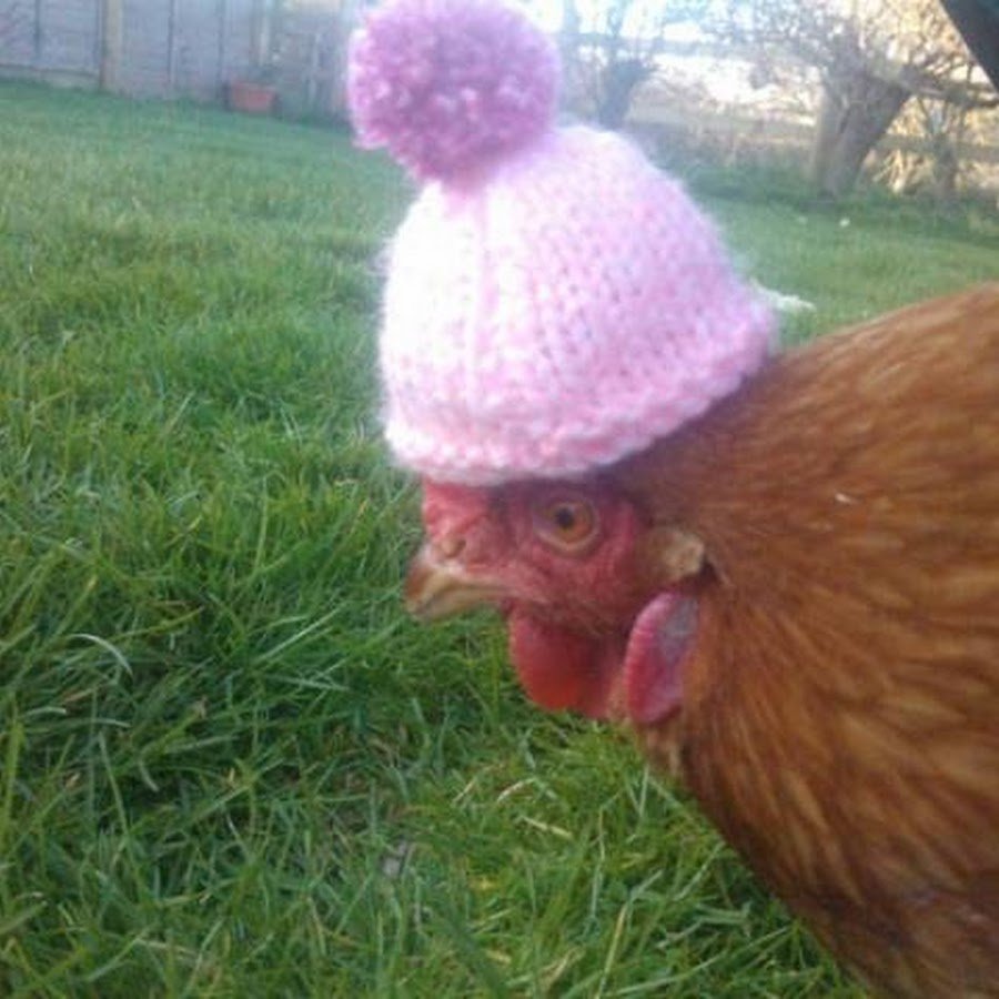 Стих про петуха смешной