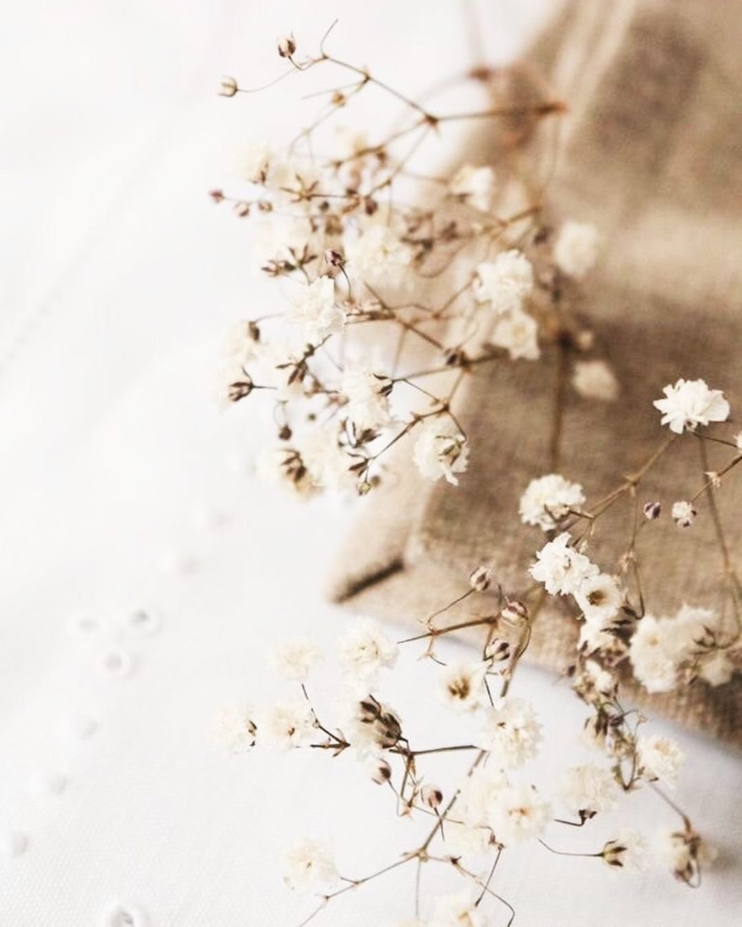 Гипсофила Эстетика