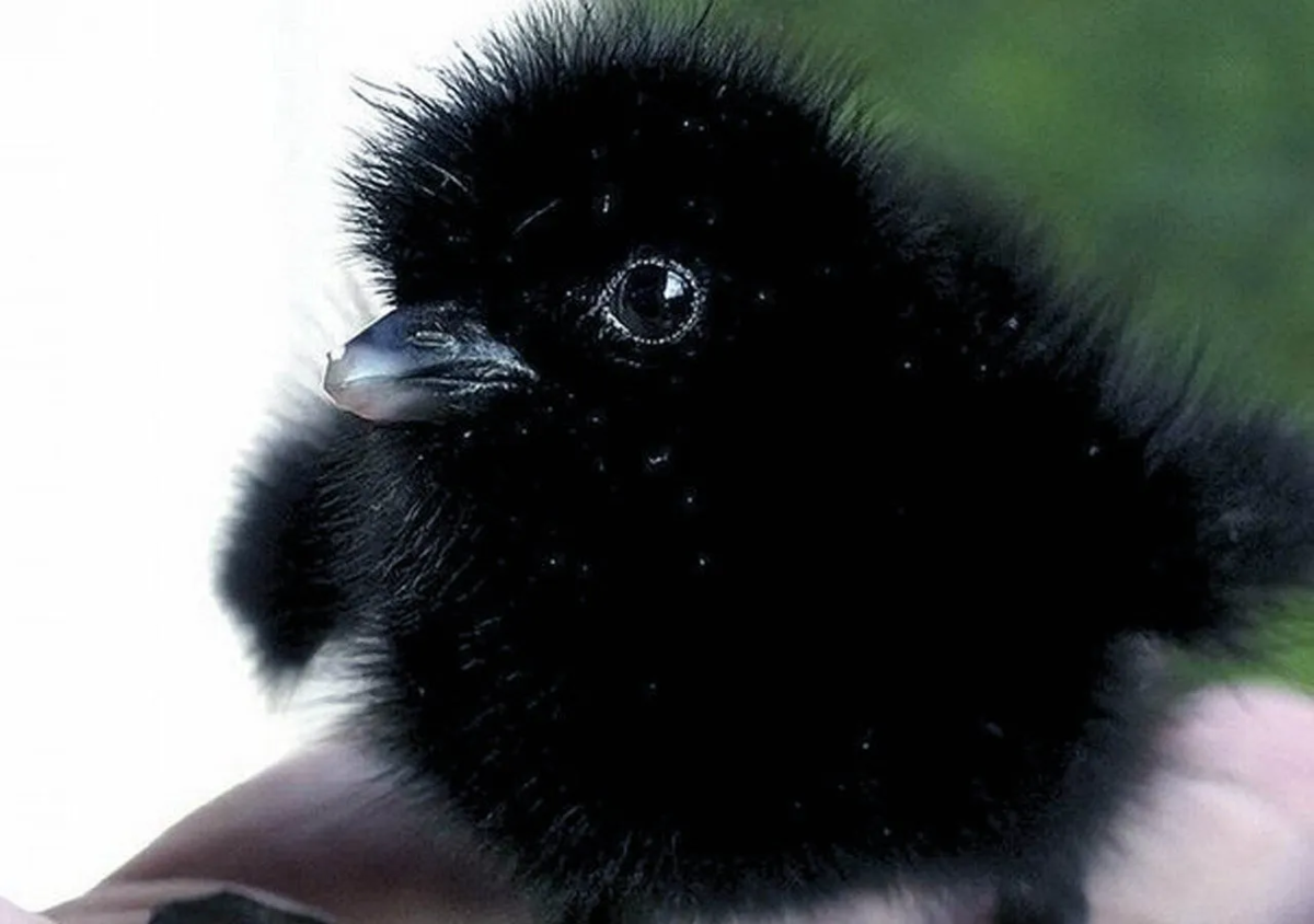 Вороненок мультяшный