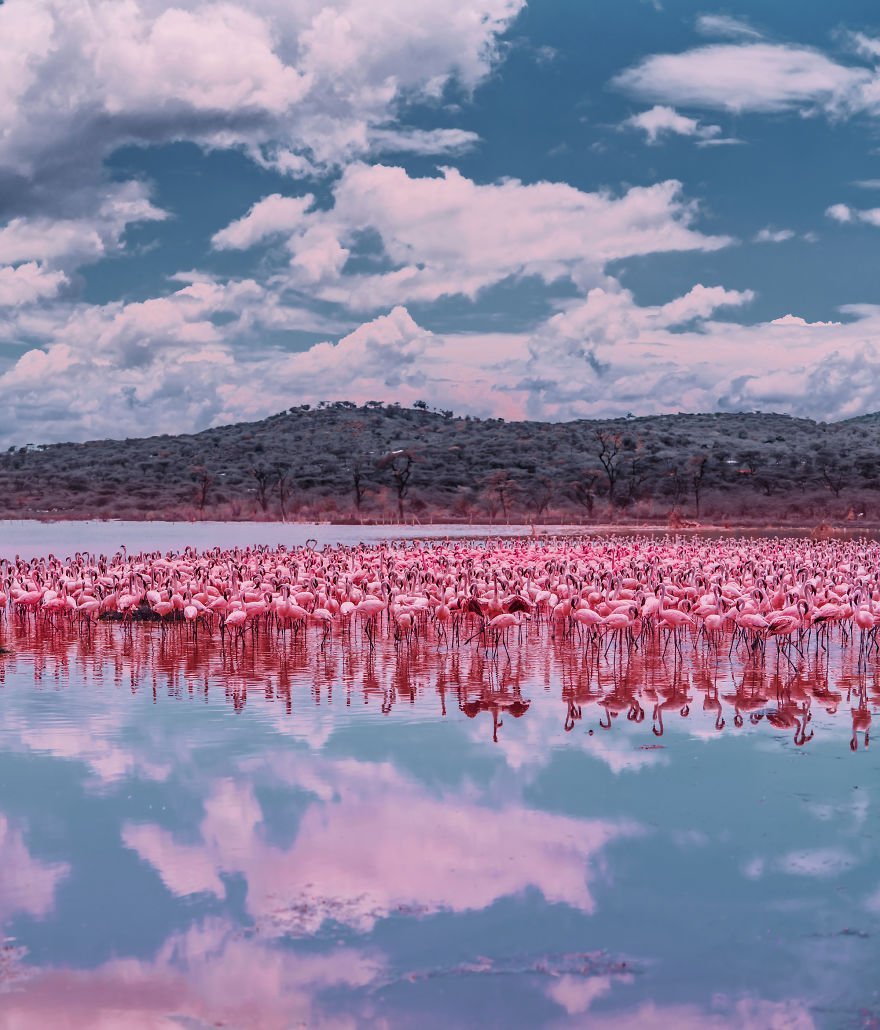 Танзания красота Фламинго