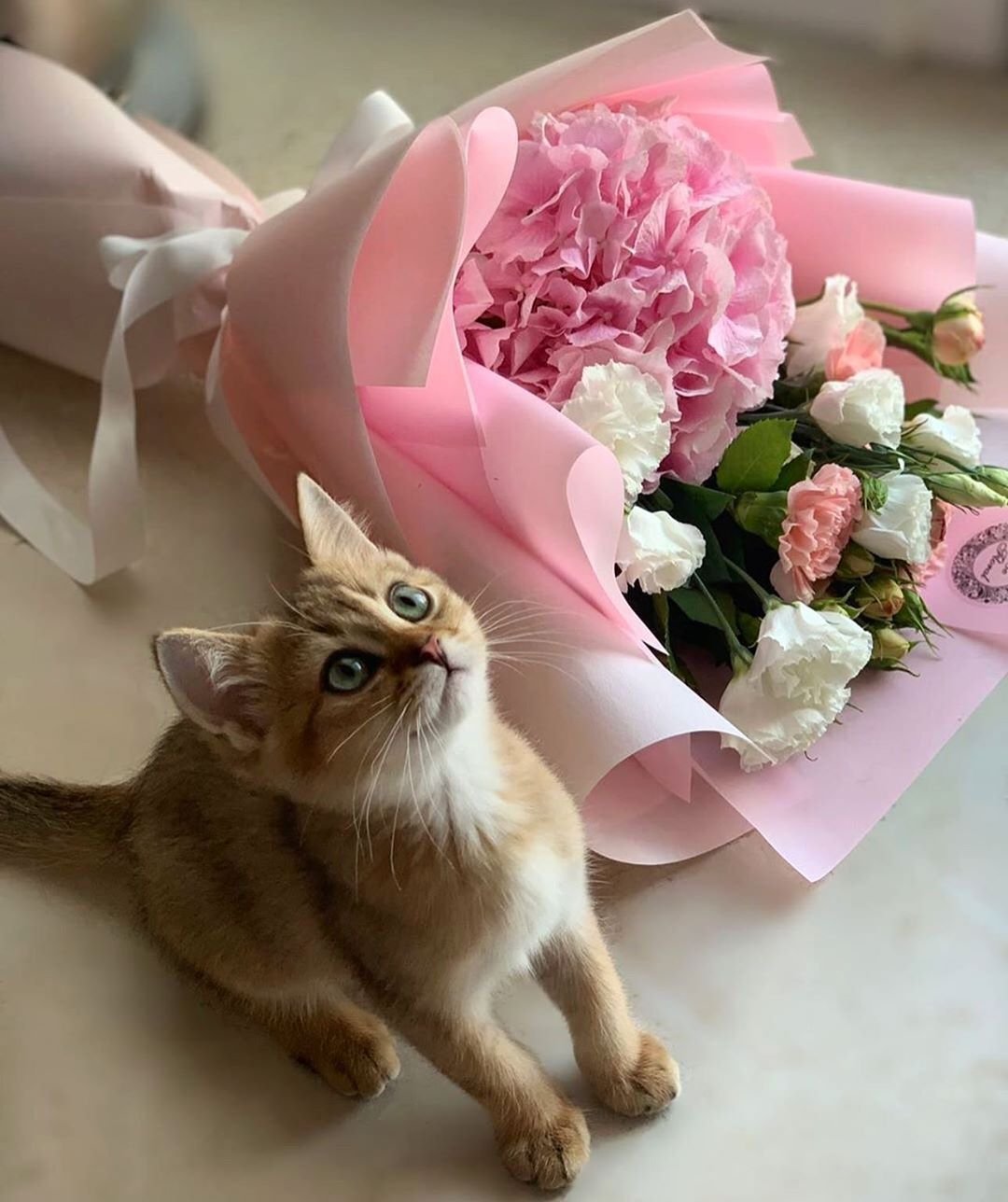 Кот с цветами