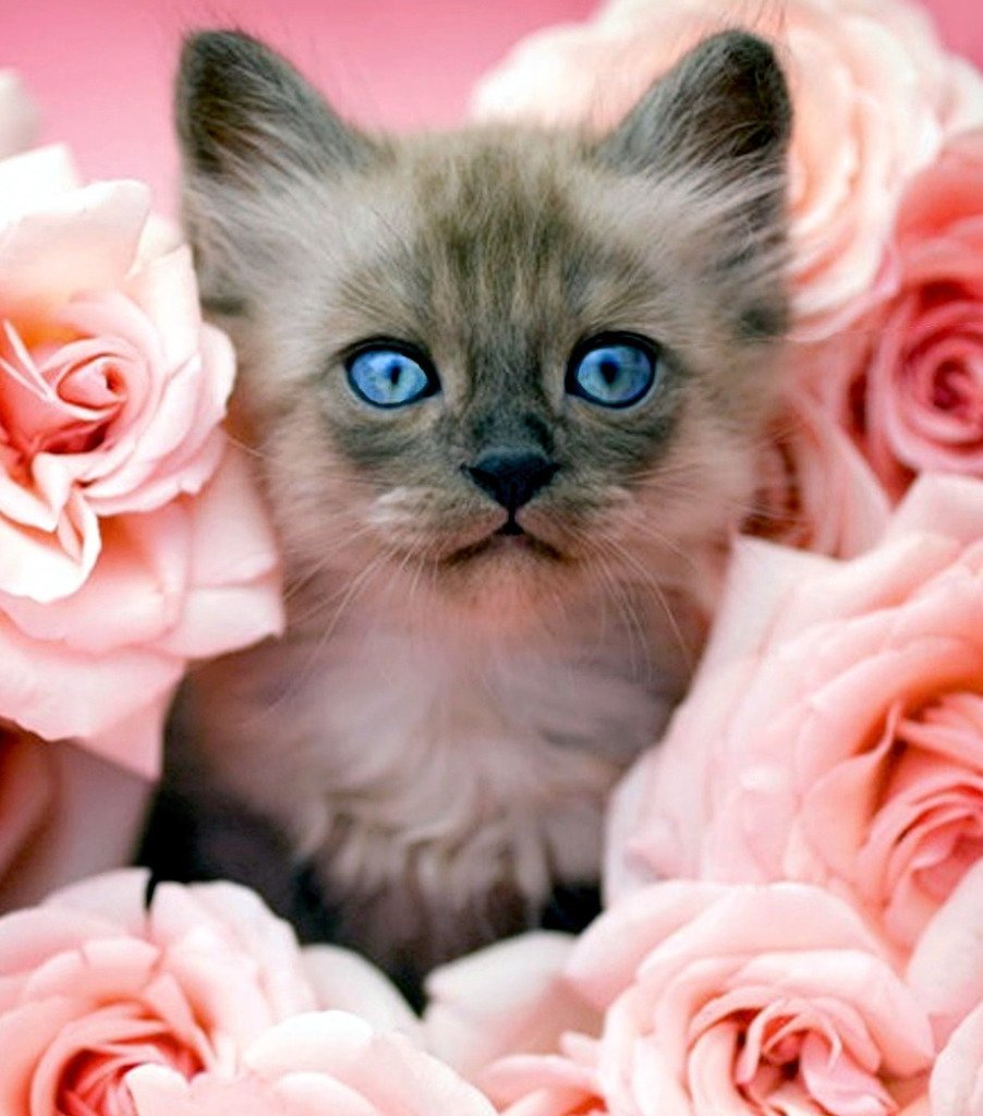 Милые котята с цветами