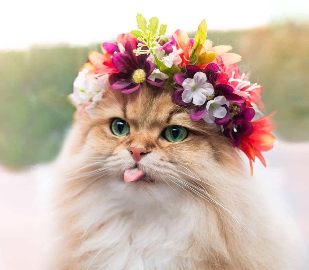 Кошка в венке из цветов