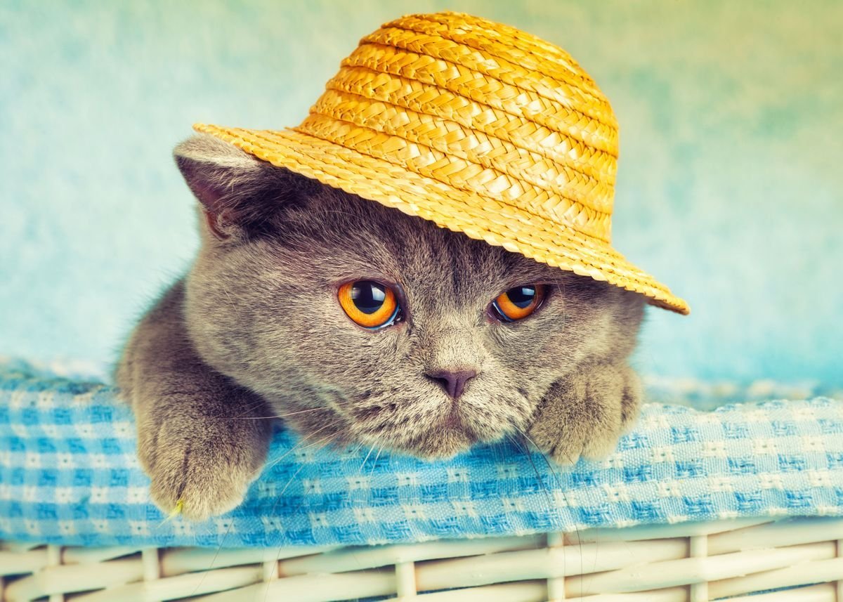 Кошечка в шляпе