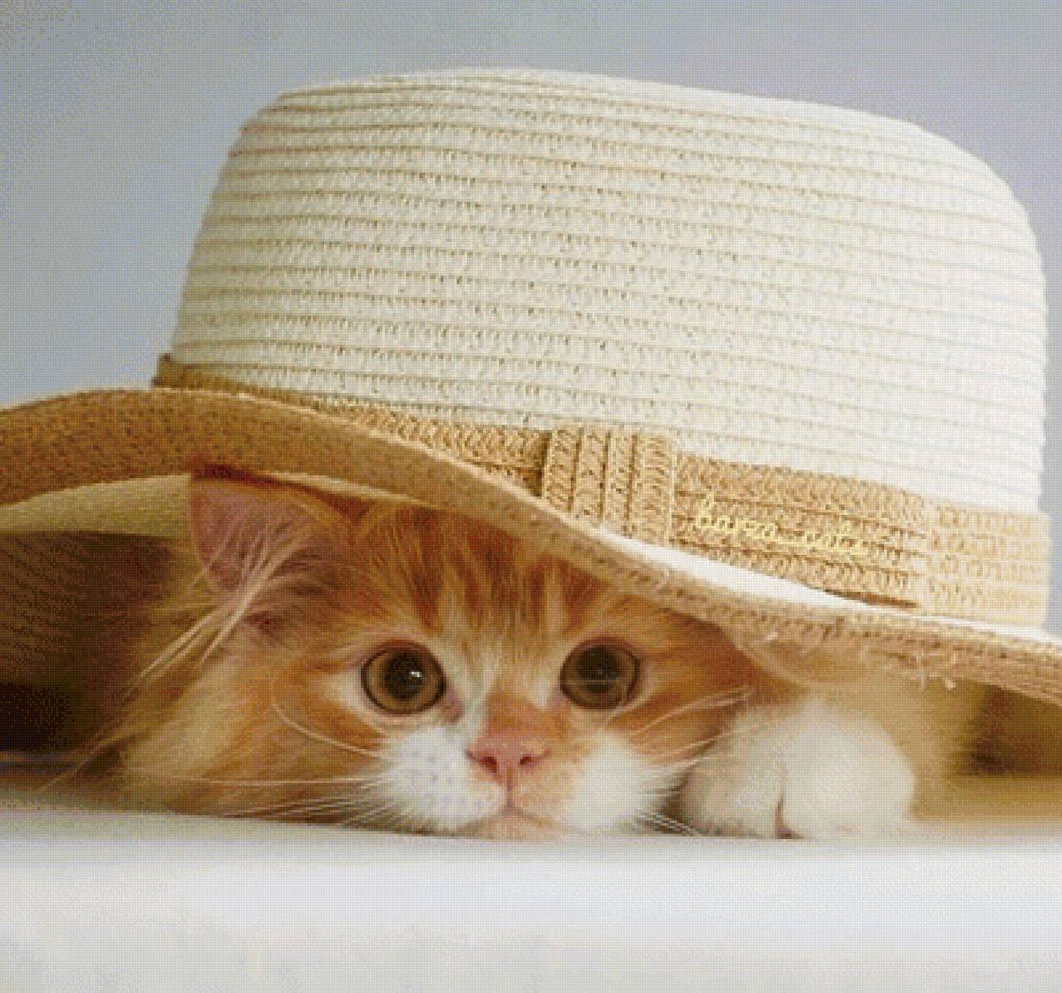 Рыжий кот в шляпе