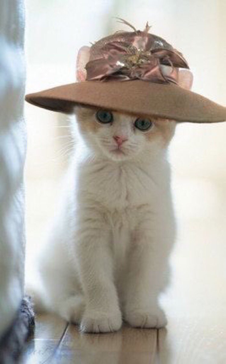 Котенок в шляпе