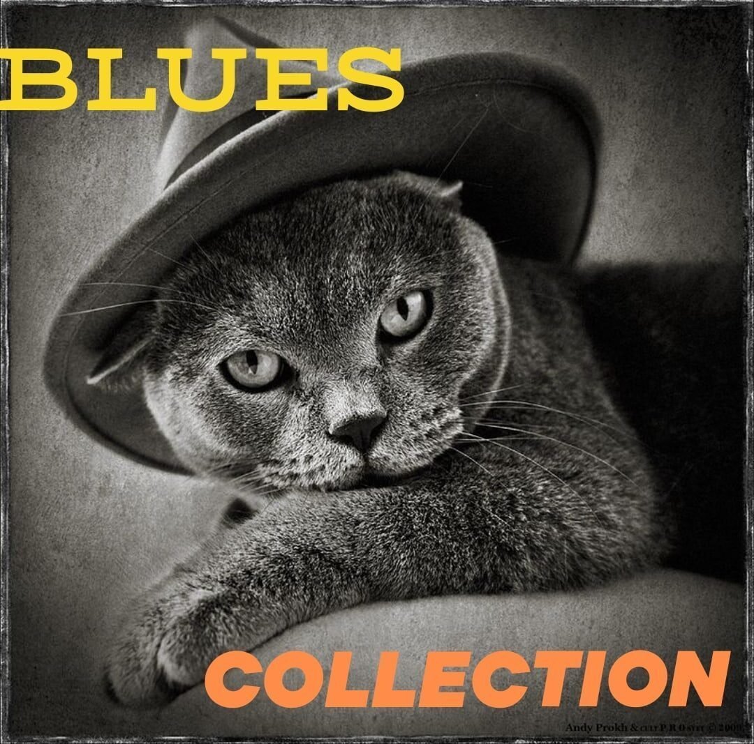 Элегантная кошка