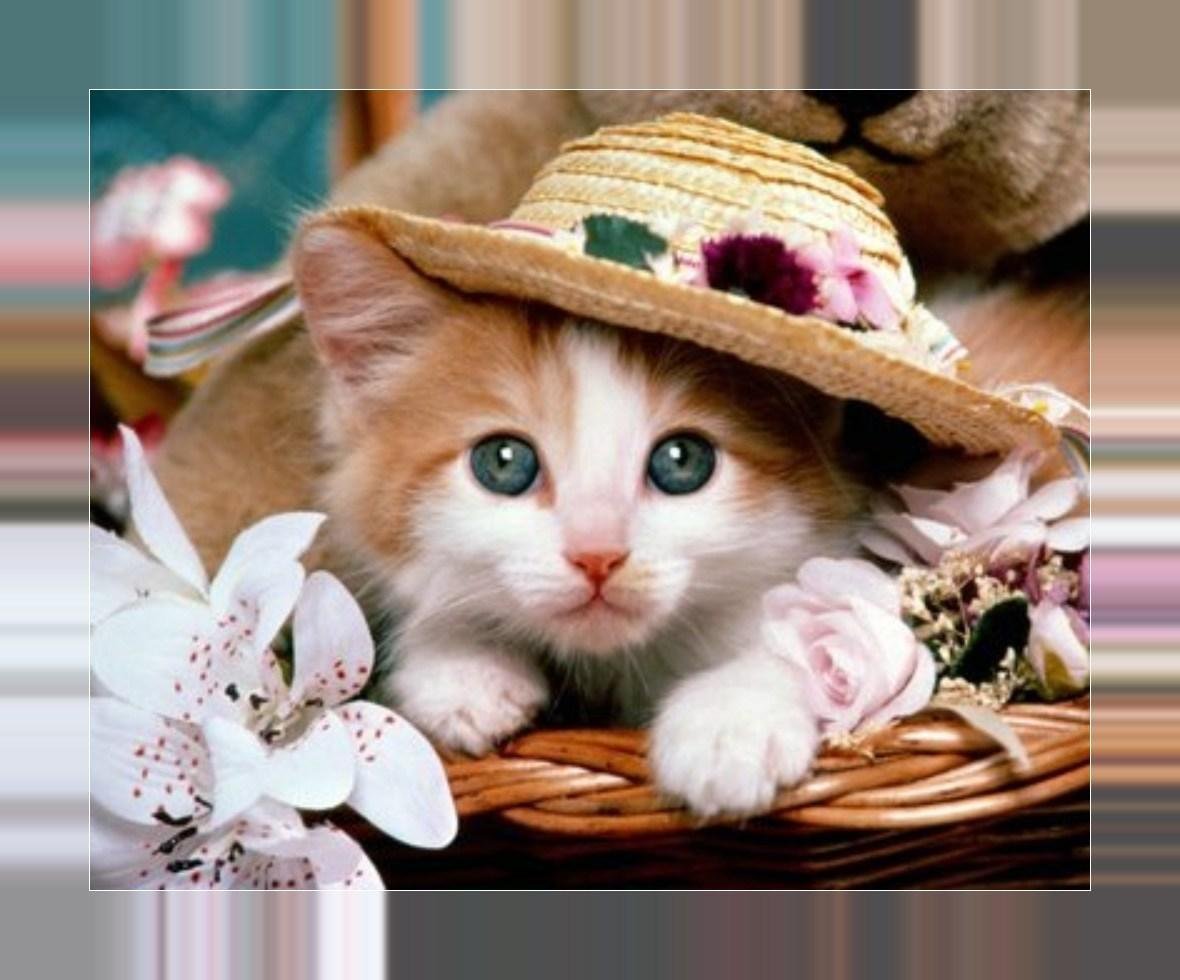 Красивые кошки в шляпках