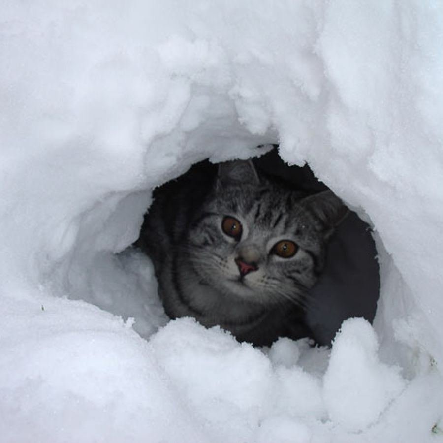 Снег весной приколы