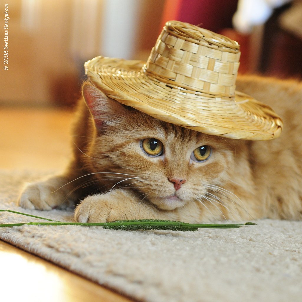 Котик в шляпке