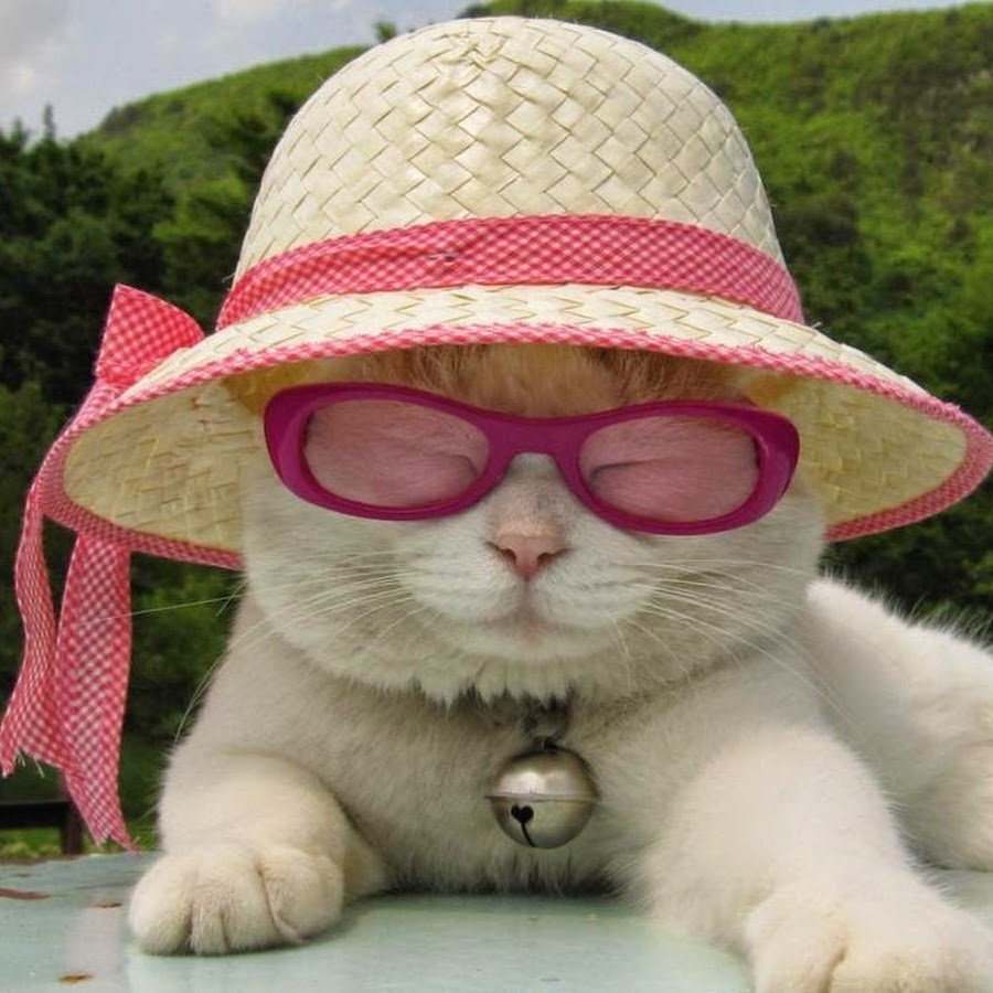 Кошка с бантиком