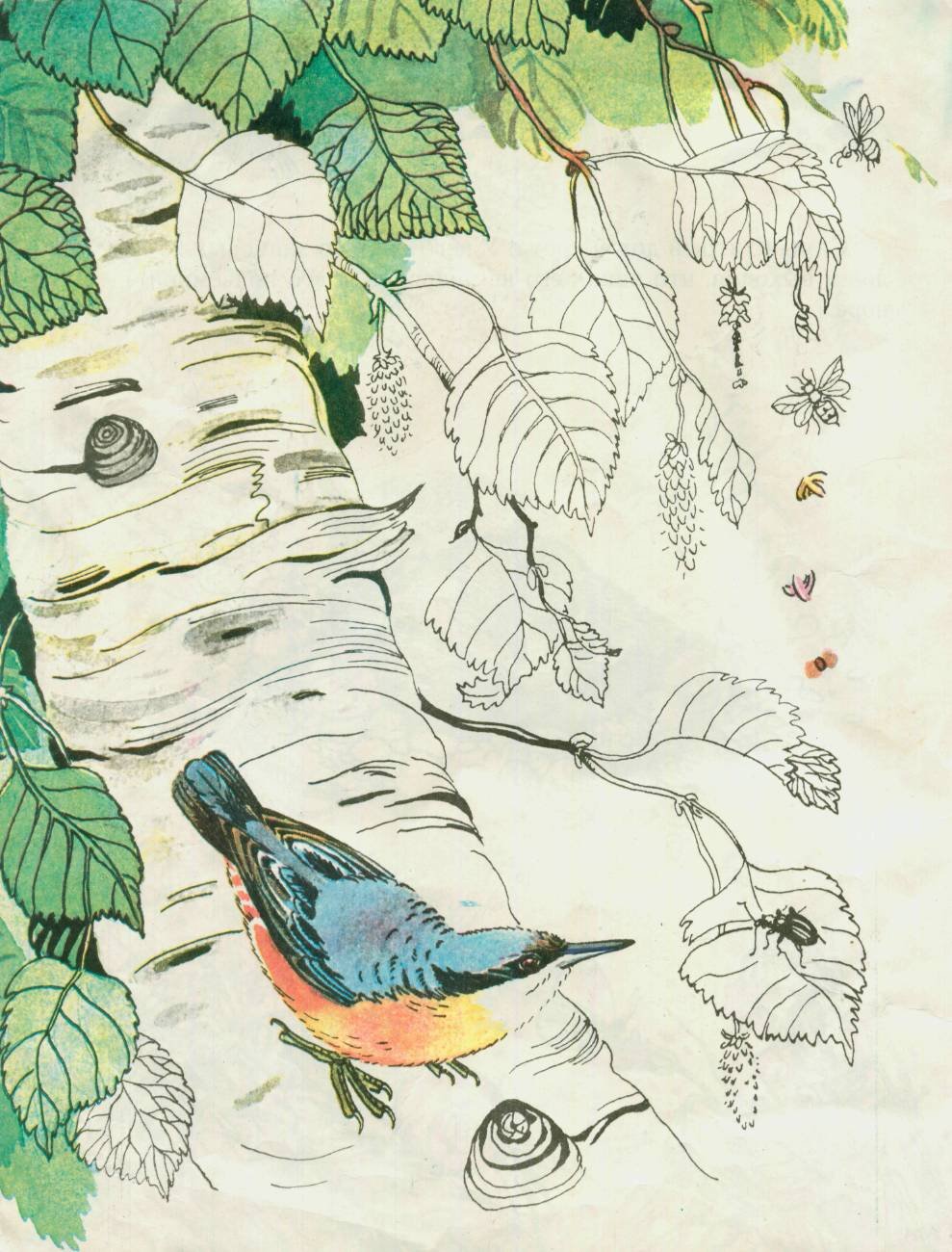 Береза кора береста еевички